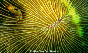 lines and color by Marc Van Den Broeck 